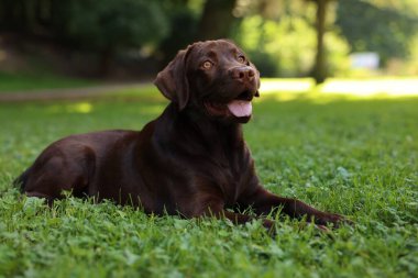 Parktaki yeşil çimlerde uzanan sevimli Labrador Retriever köpeği.