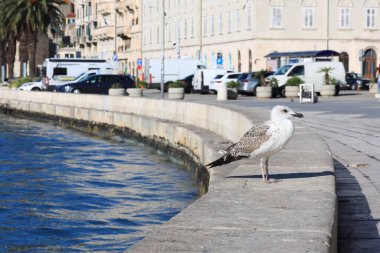 Dışarıdaki sakin denizin yanında taş yüzeyde güzel bir martı. Metin için boşluk