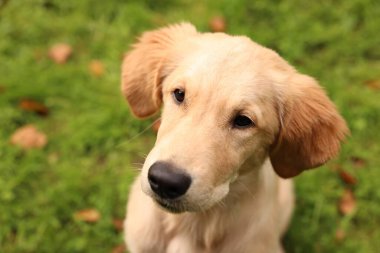 Tatlı Labrador Retriever köpeği park yerinde, yakın plan.