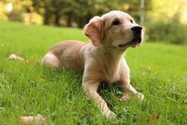 Parktaki yeşil çimlerde yatan şirin Labrador Retriever köpeği.