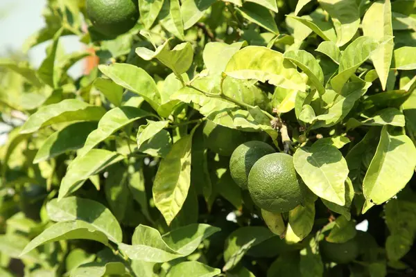 Omogna Gröna Tangeriner Växer Träd Utomhus Citrusfrukter — Stockfoto