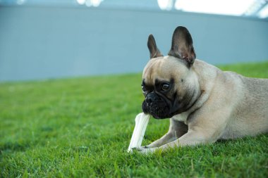 Yeşil çimlere kemik muamelesi yapan sevimli Fransız bulldog 'u, mesaj için yer var. Sevimli hayvan