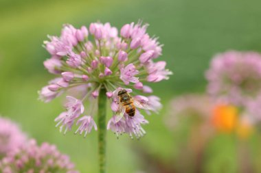 Bal arısı güzel çiçeklerden polen topluyor, yakın plan.