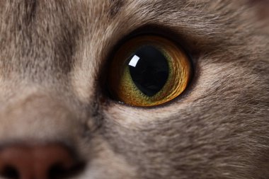 Cat, sol gözün makro fotoğrafı. Sevimli hayvan.