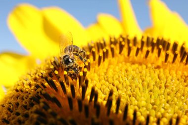Bal arısı ayçiçeğinden nektar topluyor açık mavi gökyüzüne karşı, yakın çekim