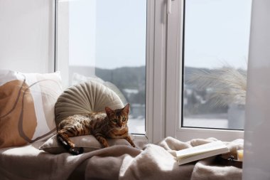 Evdeki pencere pervazında yatan sevimli Bengal kedisi. Sevimli hayvan.