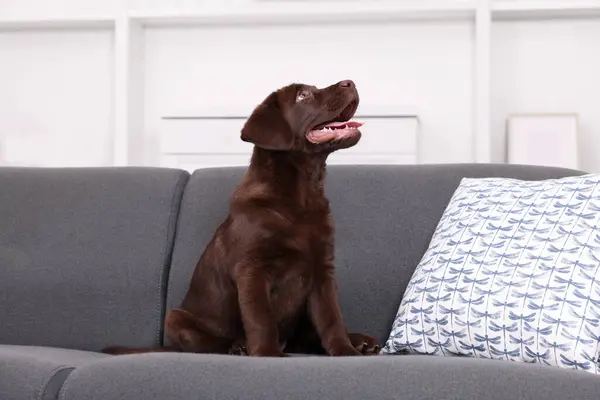 Cute chocolate Labrador Retriever puppy on sofa at home. Lovely pet