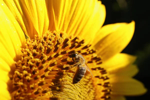 Honeybee Recoger Néctar Girasol Aire Libre Primer Plano — Foto de Stock
