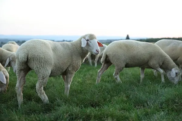 Милі Вівці Пасуться Зеленому Пасовищі Фермерські Тварини — стокове фото