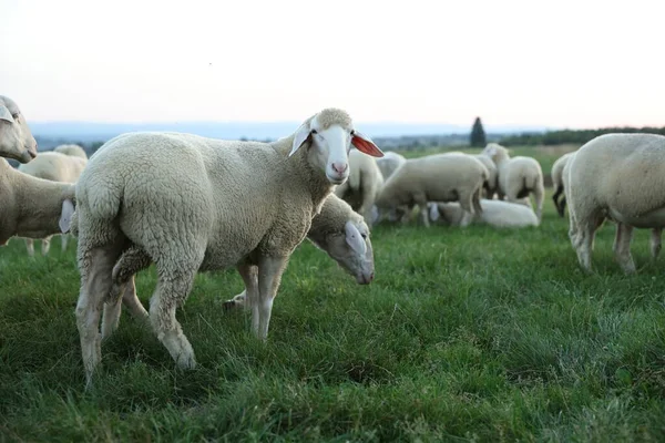 Милі Вівці Пасуться Зеленому Пасовищі Фермерські Тварини — стокове фото