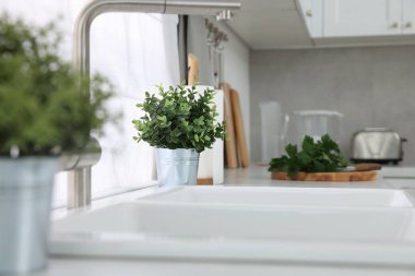 Mutfaktaki tezgahta farklı saksıda suni bitkiler var. Ev dekoru