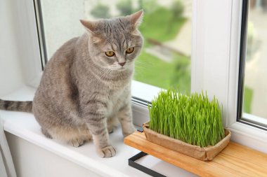 Pencere kenarındaki taze yeşil çimlerin yanında sevimli bir kedi.