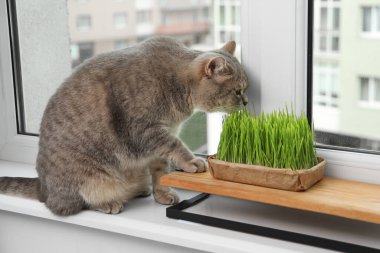 Pencere kenarındaki taze yeşil çimlerin yanında sevimli bir kedi.