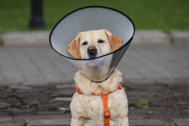 Sevimli Labrador Retriever köpeği Elizabeth dönemi tasması takıyor.