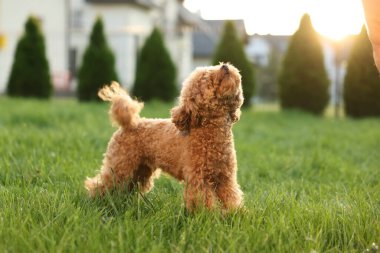 Yeşil çimenlikteki sevimli Maltipoo köpeği.