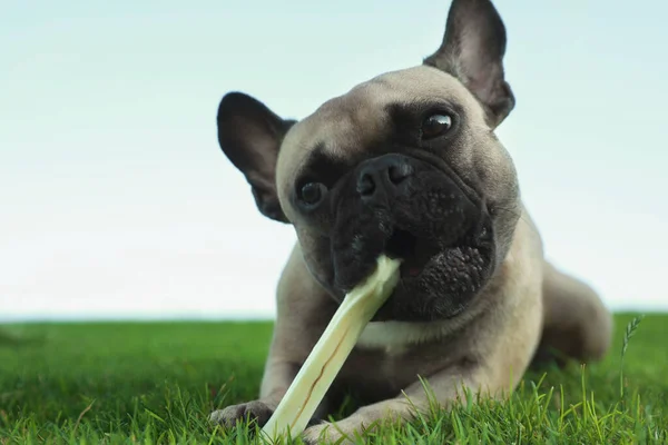 Cute French bulldog gnawing bone treat on green grass outdoors, closeup and space for text. Lovely pet