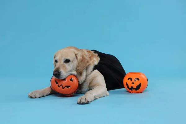 stock image Cute Labrador Retriever dog in black cloak with Halloween buckets on light blue background