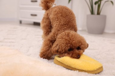 Şirin Maltipoo köpeği evde sarı terlik kemiriyor. Sevimli hayvan