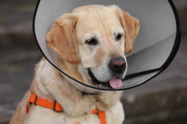 Sevimli Labrador Retriever köpeği Elizabeth dönemi tasmasını takıyor, yakın plan.