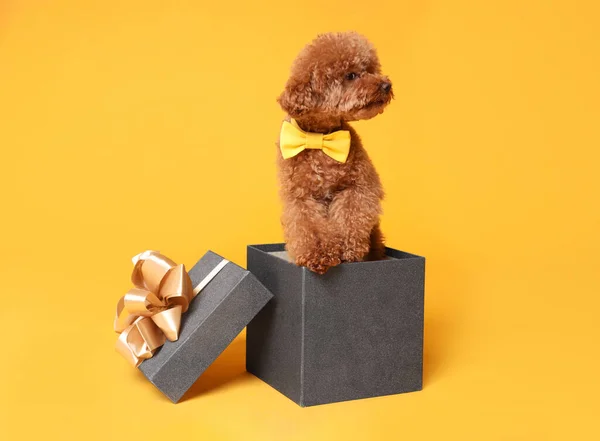 Cute Maltipoo dog with yellow bow tie in gift box on orange background