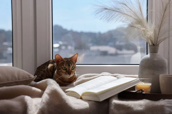 Cute Bengal cat, decor and book on windowsill at home. Adorable pet