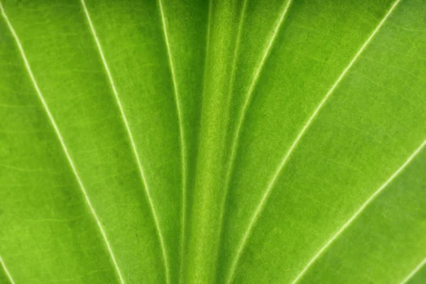Macro Photo Green Leaf Background Top View Royalty Free Stock Photos