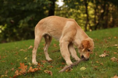 Parkta yeşil çimlere yapışmış şirin Labrador Retriever köpeği.