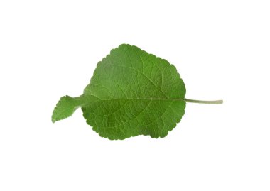 Bir taze elma ağacı yaprağı beyaza izole edilmiş.