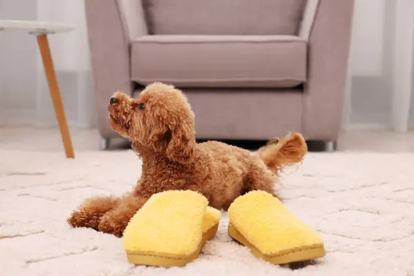 Cute Maltipoo dog near yellow slippers at home. Lovely pet