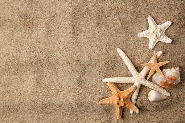 Beautiful starfishes and sea shells on sand, flat lay. Space for text