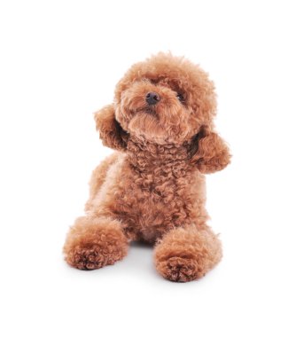 Beyaz arka planda sevimli bir Maltipoo köpeği. Sevimli hayvan
