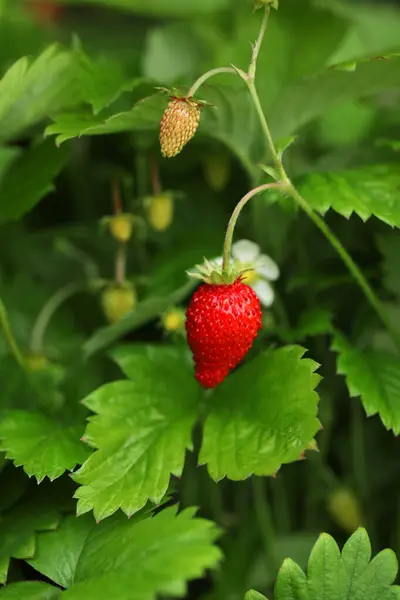 Ripe Wild Strawberry Growing Outdoors Seasonal Berries — Stock Photo, Image