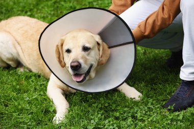 Labrador Retriever köpekli adam Elizabeth döneminden kalma tasmalı yeşil çimlerin üzerinde, yakın plan.