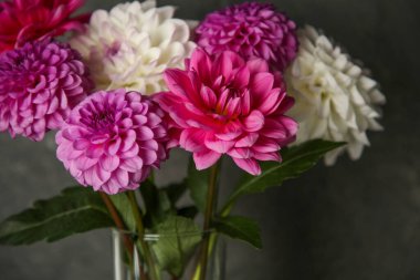 Koyu gri duvarın yanında bir buket güzel Dahlia çiçeği, yakın plan.