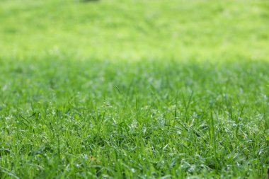 Taze yeşil çimenler ve yazın açık havada büyüyen su damlaları, yakın çekim.