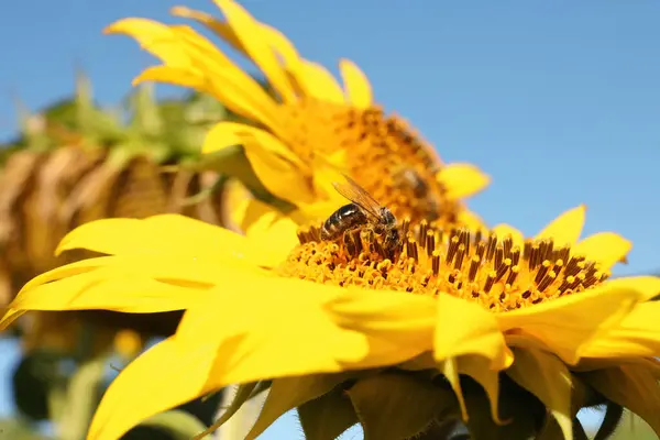 Včela Sbírající Nektar Slunečnice Proti Světle Modré Obloze Detailní Záběr — Stock fotografie