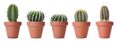 Terracotta tencerelerinde yeşil kaktüs. Beyaz tencerelerde izole edilmiş.