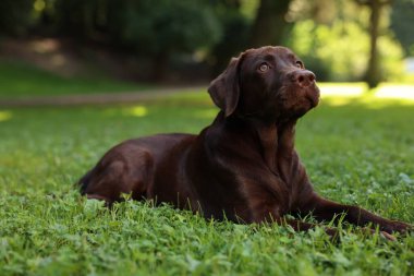 Parktaki yeşil çimlerde uzanan sevimli Labrador Retriever köpeği, mesaj için yer