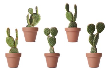 Terracotta tencerelerinde yeşil kaktüs. Beyaz tencerelerde izole edilmiş.