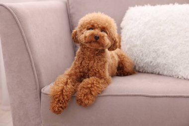 Tatlı Maltipoo köpeği koltukta dinleniyor. Sevimli hayvan