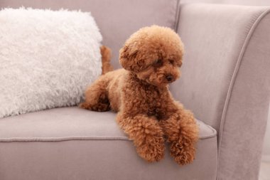 Tatlı Maltipoo köpeği koltukta dinleniyor. Sevimli hayvan