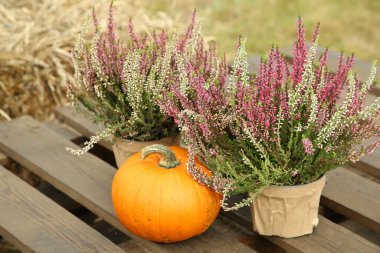 Saksıda güzel kenevir çiçekleri ve dışarıda ahşap palette balkabağı