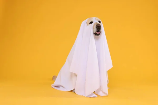 Cute Labrador Retriever Cão Vestindo Traje Fantasma Fundo Laranja Celebração — Fotografia de Stock