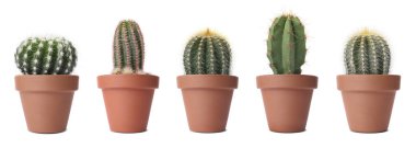 Terracotta tencerelerinde yeşil kaktüs. Beyaz tencerelerde izole edilmiş.