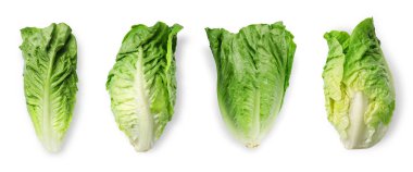 Beyaz renkte taze romaine marulu.