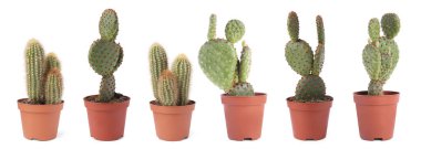 Beyaz tencerelerde yeşil kaktüsler, koleksiyon.