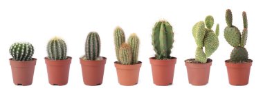 Beyaz tencerelerde yeşil kaktüsler, koleksiyon.