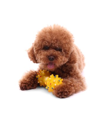 Beyaz arka planda oyuncakla oynayan sevimli Maltipoo köpeği. Sevimli hayvan
