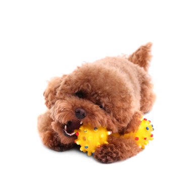 Beyaz arka planda oyuncakla oynayan sevimli Maltipoo köpeği. Sevimli hayvan