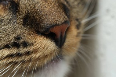 Güzel kedinin Macro fotoğrafı. Sevimli hayvan.